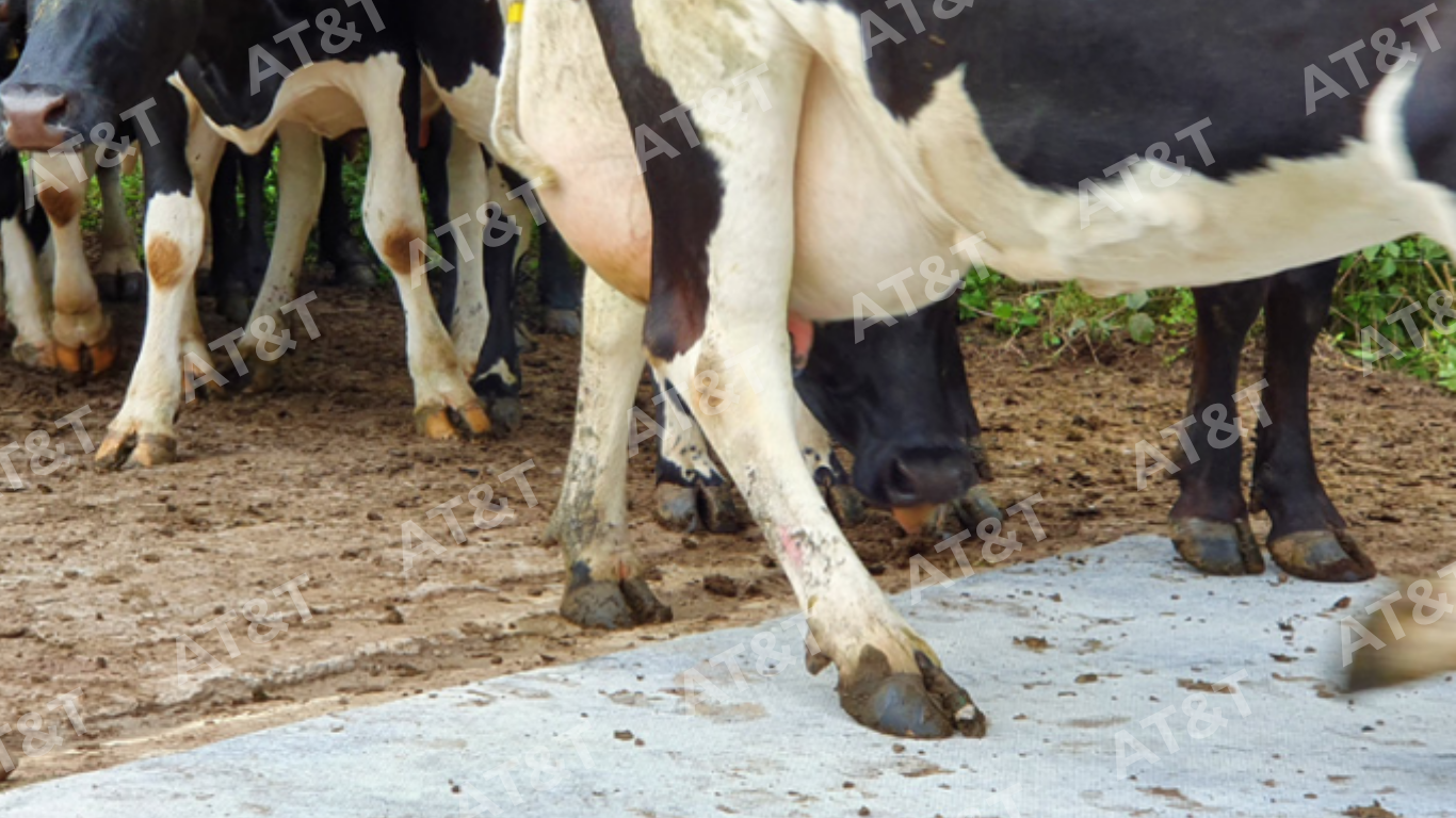 Lót nền chuồng trại chăn nuôi