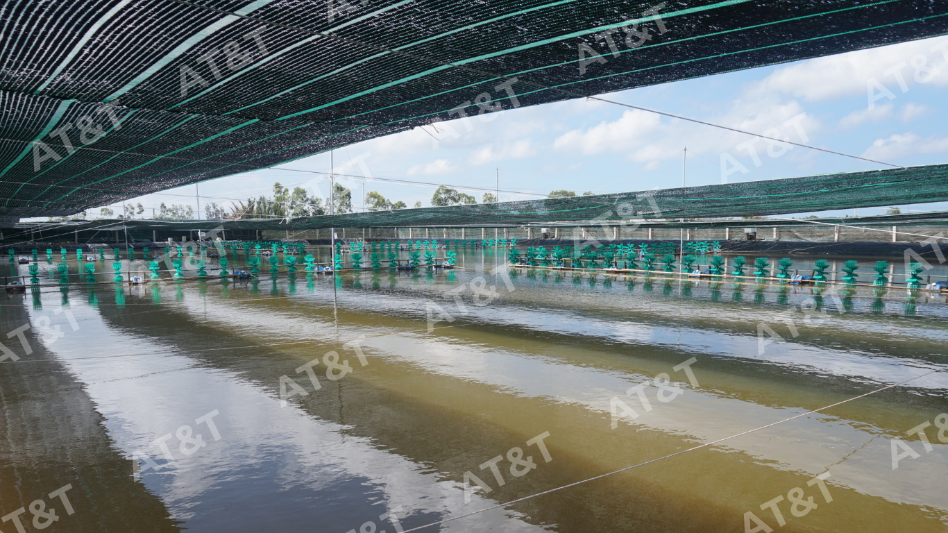 Hồ nuôi tôm sử dụng màng chống thấm HDPE