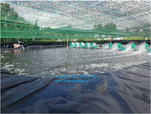 Ứng dụng màng HDPE trong nuôi thủy sản - Ảnh 4