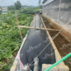 giá túi biogas khổ ngang 2m bao nhiêu
