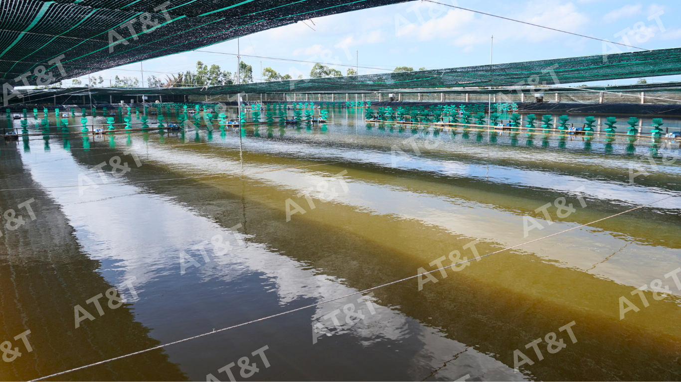 Ứng dụng bạt HDPE cho ao nuôi tôm